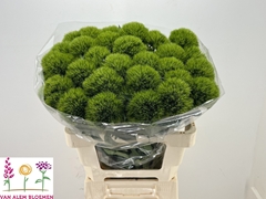 Dianthus Barb Green Charm 60cm