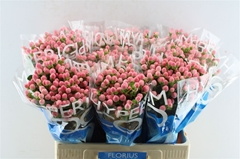 Hypericum Coco Casino 60cm