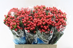 Hypericum Coco Tango 60cm