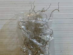 Corylus Contorta 65cm 2-year