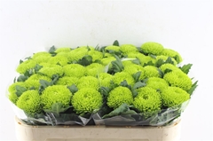 Chrysanth Single Alemani 70cm 110gr.