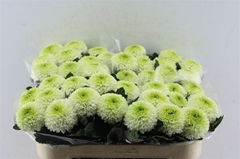 Chrysanth Single Alibaba 70cm 70gr.