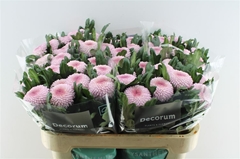 Chrysanth Single Momoko 70cm 70gr.