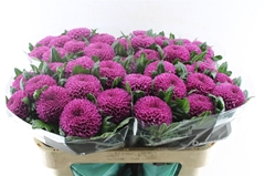 Chrysanth Single Roxo 70cm 80gr.