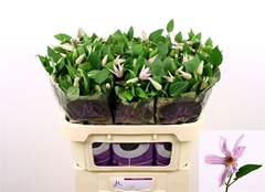 Clematis Amazing Miami 70cm