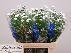 Aster Cassy 80cm 35gr.