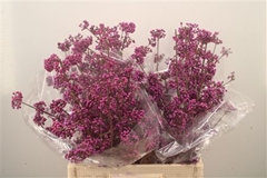 Callicarpa Bodinieri Profusion 70cm
