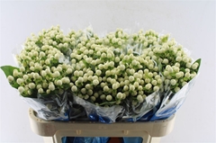 Hypericum Coco Uno 70cm