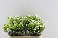 Phlox Icecap 70cm