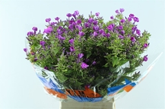 Phlox Sky Eyes 70cm