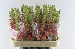 Antirrhinum Potomac Dark Orange 75cm
