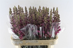 Antirrhinum Potomac Crimson 75cm