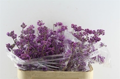 Callicarpa Bodinieri Profusion 80cm