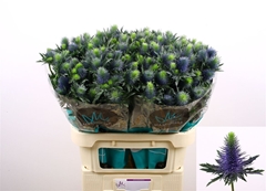 Eryngium Supernova Questar 80cm