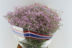 Gypsophila Paniculata My Pink 80cm 40gr.