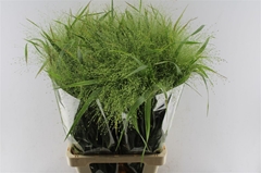 Panicum Fontaine 80cm