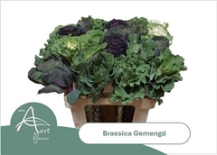 Brassica Mix 60cm