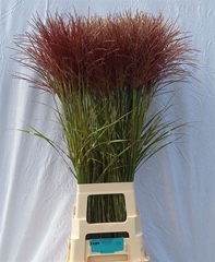 Miscanthus Zebrinus 105cm