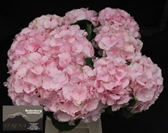 Hydrangea Verena 65cm 17-19cm Hd