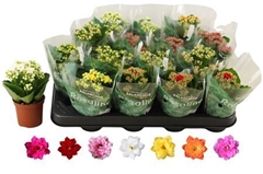 Kalanchoe Double Rosaline Mix 7Ø 15cm