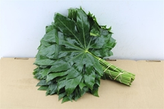 Fatsia Japonica Leave 35cm