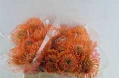 Leucospermum Ayoba Mandarin Zest 35cm