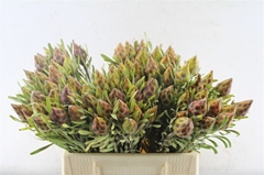 Leucadendron Rubrum 40cm