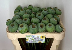 Papaver Somniferum Seedbox 65cm