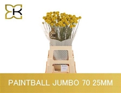 Craspedia Paintball Jumbo 70cm