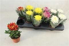Chrysanth Cosmo Mix 9Ø 15cm