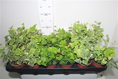 Hedera Helix Mix 3 Pieces 9Ø 12cm