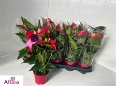 Anthurium Bambino Red 10Ø 30cm