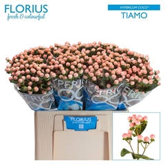 Hypericum Coco Tiamo 60cm