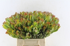 Leucadendron Laurel Yellow 40cm