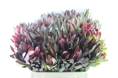 Leucadendron Safari Sunset 40cm