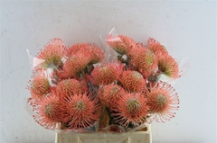 Leucospermum Ayoba Pink 40cm