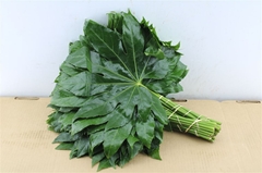 Fatsia Japonica Leave 50cm