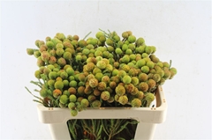 Berzelia Galpinii 50cm