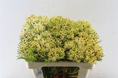 Berzelia Alopecuroides 50cm