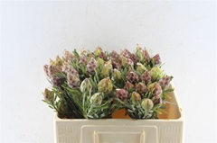 Leucadendron Rubrum 50cm
