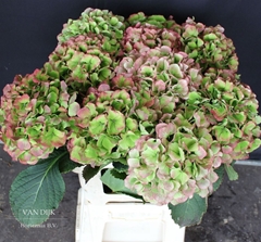 Hydrangea Verena Classic 60cm 19-21cm Hd