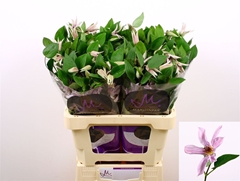 Clematis Amazing Miami 60cm