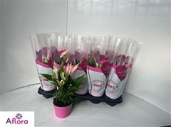 Anthurium Lilli 10Ø 28cm