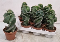 Cereus 10Ø 22cm