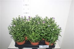 Aster Victoria Mix 11Ø 25cm