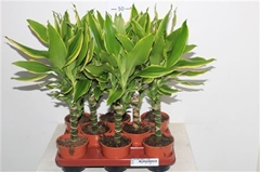 Dracaena Gold Coast 11Ø 40cm