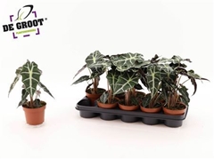 Alocasia Polly 12Ø 30cm