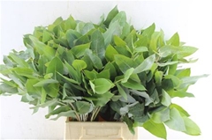 Eucalyptus Robusta Juveniel 55cm