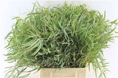 Eucalyptus Nicholii 60cm 200gr.