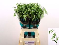 Chasmanthium Latifolium Mantis 70cm